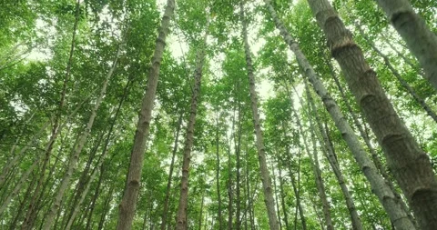 Camera looks up and moves under trees in green forest. Stock Footage 149039826