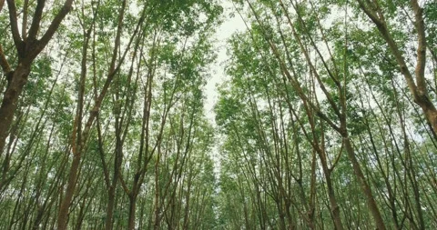 Camera looks up and moves under of rubber trees in green Vídeo Stock 149042717