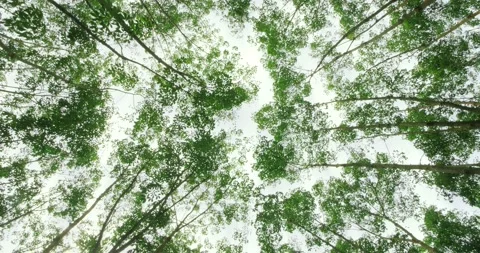Camera looks up and moves under of rubber trees in green Stock Footage 149047940