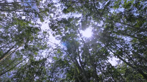 Camera looks up and rotate under trees. Sun beam star shine through Tree br.. Stock Footage 231743089