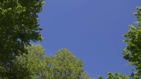 Camera looks up to the blue light sky and slow moves. Crown of green trees Stock Footage 128352188