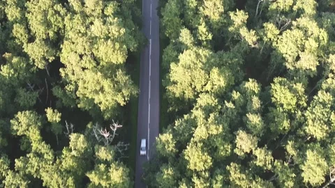 The camera looks cleanly down, flies over the trees and the road Vidéo 152831746