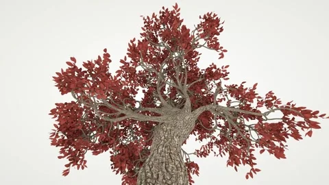 The camera looks up at the crown of an old gnarled tree with red foliage. Stock Footage 151305444