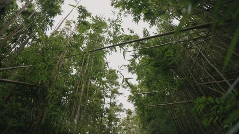 Camera Looks Up at Dense Bamboo Forest 4K Stock Footage 267048834