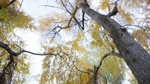 Camera looks down from trees to reveal Provo River in autumn at sunset Stock-Footage 93561858
