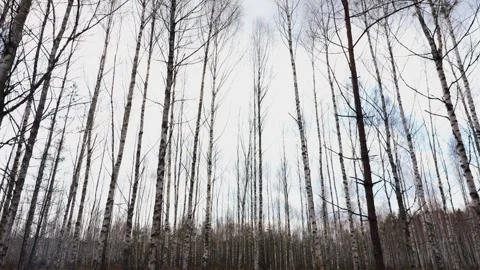The camera looks up from the forest floor through the bare branches of birch Stock Footage 279992890