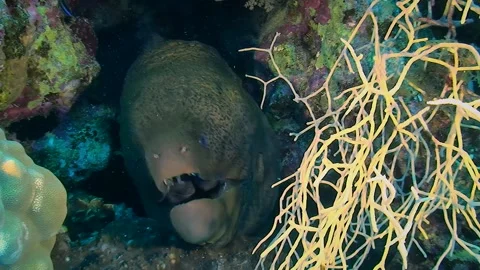 The camera looks into the hole, where there is a very large old Giant moray, Stock Footage 294897952