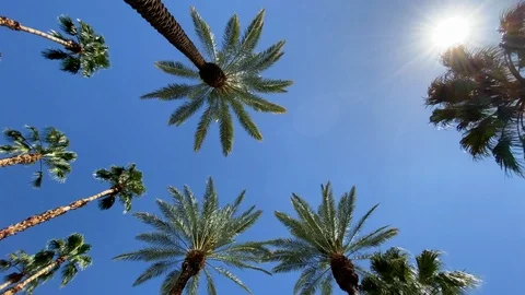 Camera looks up as it moves past rows a palm trees 動画素材 119333009