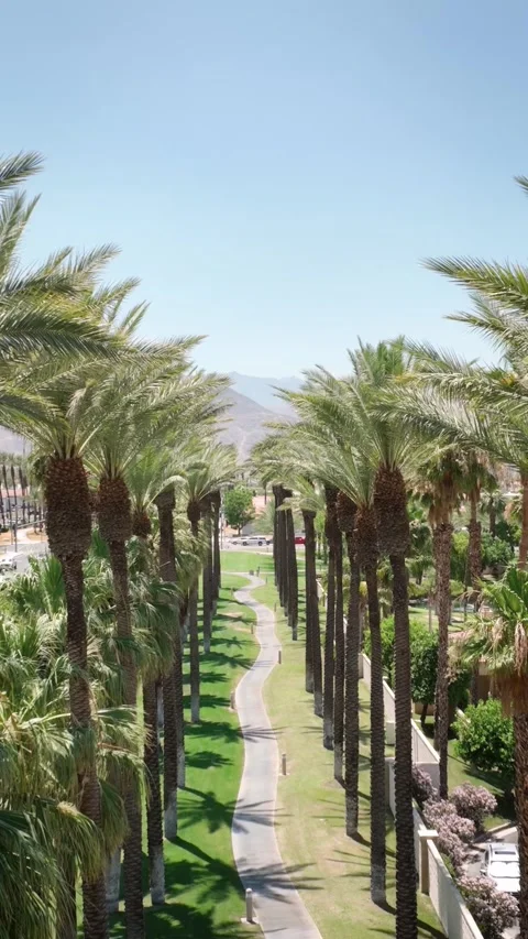 Camera looks up as it moves past rows a palm trees 動画素材 284737145