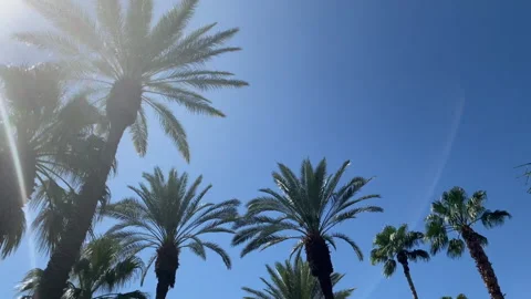 Camera looks up as it moves past rows a palm trees Stock Footage 337325249