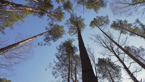 The camera looks up through a canopy of tall, bare-branched pines against a Stock Footage 279992839