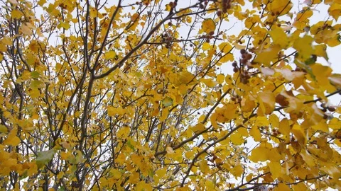 Camera looks up at tree filled with yellow leaves at dusk in autumn Stock Footage 93888916