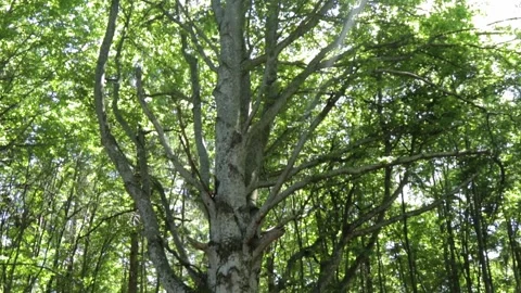 Camera looks up on a tree Stock Footage 135167225