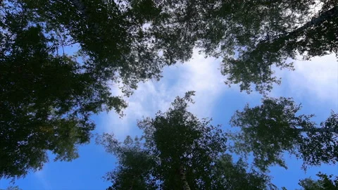 Camera low angle shot through lush, Pacific Northwest forest showing tall, old Video stock 95184497