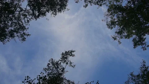 Camera low angle shot through lush, Pacific Northwest forest showing tall, old Stock-Footage 95192746