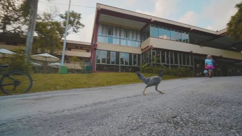 Camera low to the ground following chicken walking/running in front of building Stock Footage 88762764