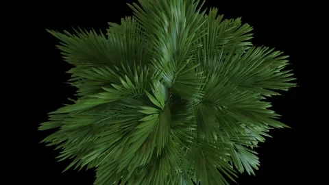 The camera is lowered from above onto the top of a palm tree, which lightly Stock Footage 244625195