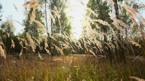 The camera lowers down, dry autumn grass sways in the wind in a birch grove, the Stock Footage 255671490