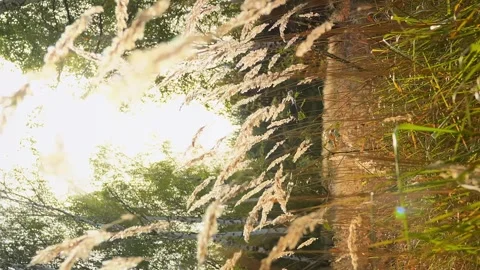 The camera lowers down, dry autumn grass sways in the wind in a birch grove, the Stock Footage 256994191
