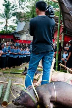 Camera man standing in front of a pig and Filming The Array Of uniformed Woman Stock Photos