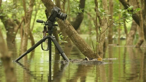 Camera in the mangrove forest Stock Footage 93820345