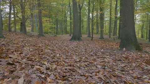 Camera motion along the leaves in the forest Stock Footage 81715588