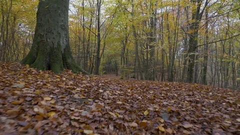 Camera motion along the leaves in the forest Stock Footage 81835669