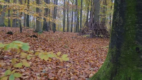 Camera motion along the leaves in the forest Stock Footage 81838869
