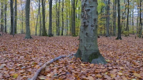 Camera motion along the leaves in the forest Stock Footage 81841174