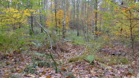 Camera motion along the leaves in the forest Stock Footage 81841602