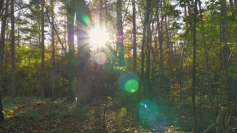Camera motion along the leaves in the forest Stock Footage 82047158