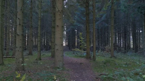 Camera motion along the leaves in the forest Stock Footage 82047943