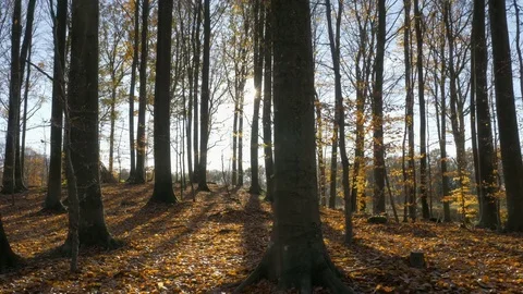 Camera motion along the leaves in the forest Stock Footage 82280359