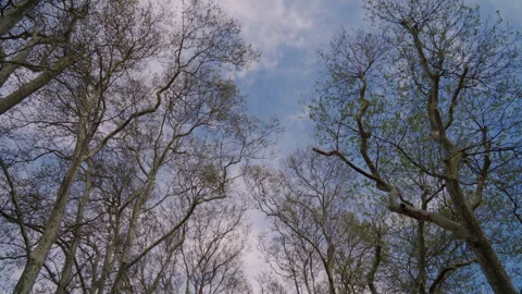 Camera motion along the old trees in the park Stock Footage 241512748