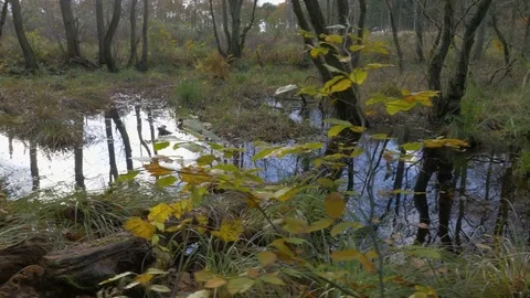 Camera motion along the water in the forest Stock Footage 82050536