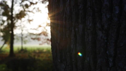 Camera in motion behind a tree Stock Footage 142483771