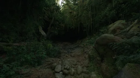 Camera Motion In Dark Jungle Environment With Dense Forest Stock Footage 259647965