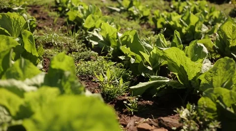 Camera motion on plantation Stock Footage 47783838