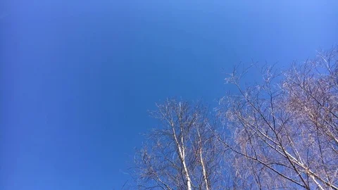 Camera motion rotation around birch twigs tree on blue sky background. Stock Footage 80357105