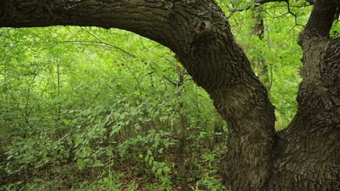 The camera in motion shoots an oak tree in expressive bark in a green forest, cl Stock Footage 113932402