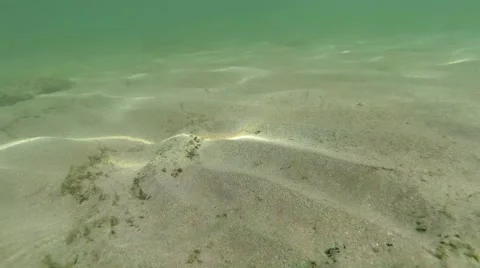 The camera is mounted on a turtle which moves slowly above the seafloor Stock Footage 42628825