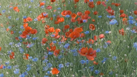 Camera move above the poppy and cornflower flowers field in the blooming time Stock Footage 94094342