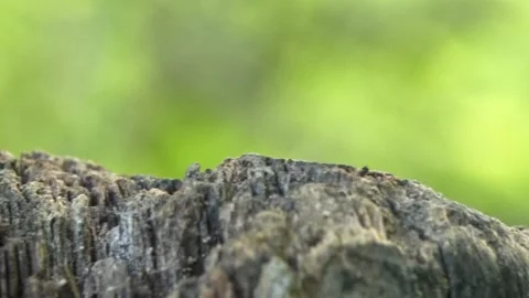 Camera move along edge of decaying wood with ants Stock Footage 330672985
