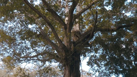 Camera move up along the tree trunk with the look on the tree crown Video stock 98515752