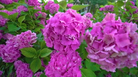 Camera move around a bush of pink hortensia flowers in a park in spring Stock Footage 260741987
