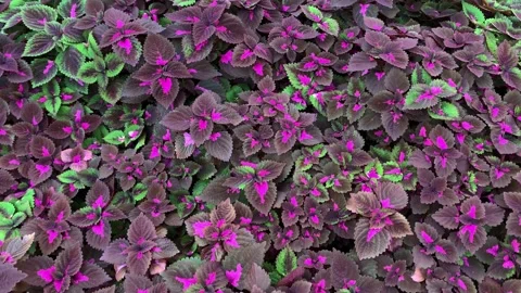 Camera move Bush of purple or violet Coleus flower foliage in park Stock Footage 174631010