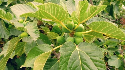 Camera move close to common fig ficus carica plant with unripe green fruits Video stock 99726094