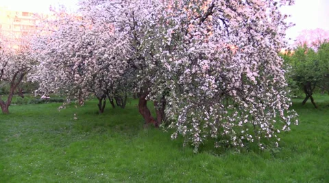 Camera Move in the flower blooming apple tree. Slow Motion. Steady Cam. Stock Footage 38053019