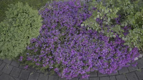 Camera move from Flowerbed to larger Bush Stock Footage 203917790