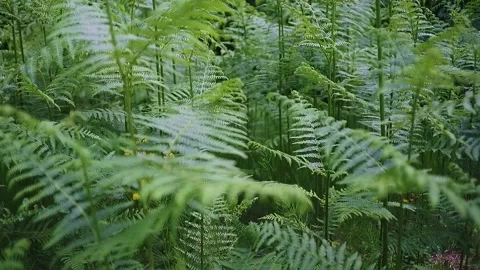 Camera move to the left in a shallow depth of field into ferns in the forest Stock Footage 248351767